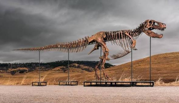 Dinozavr skeletləri milyarderlərin yeni sərvət simvoluna çevrilib